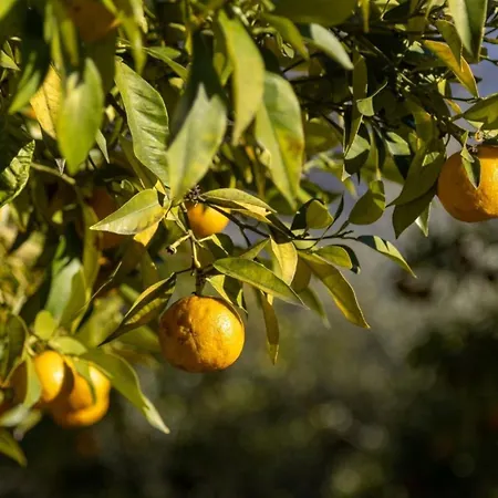 Antike Limonaia - Topaia *